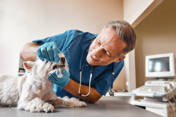 Best Mobile Emergency Dentist in One Loudoun, VA